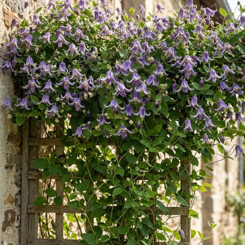 Clematis Integrifolia Fascination® fi17