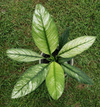 Spathiphyllum Sensation Variegated fi10.50