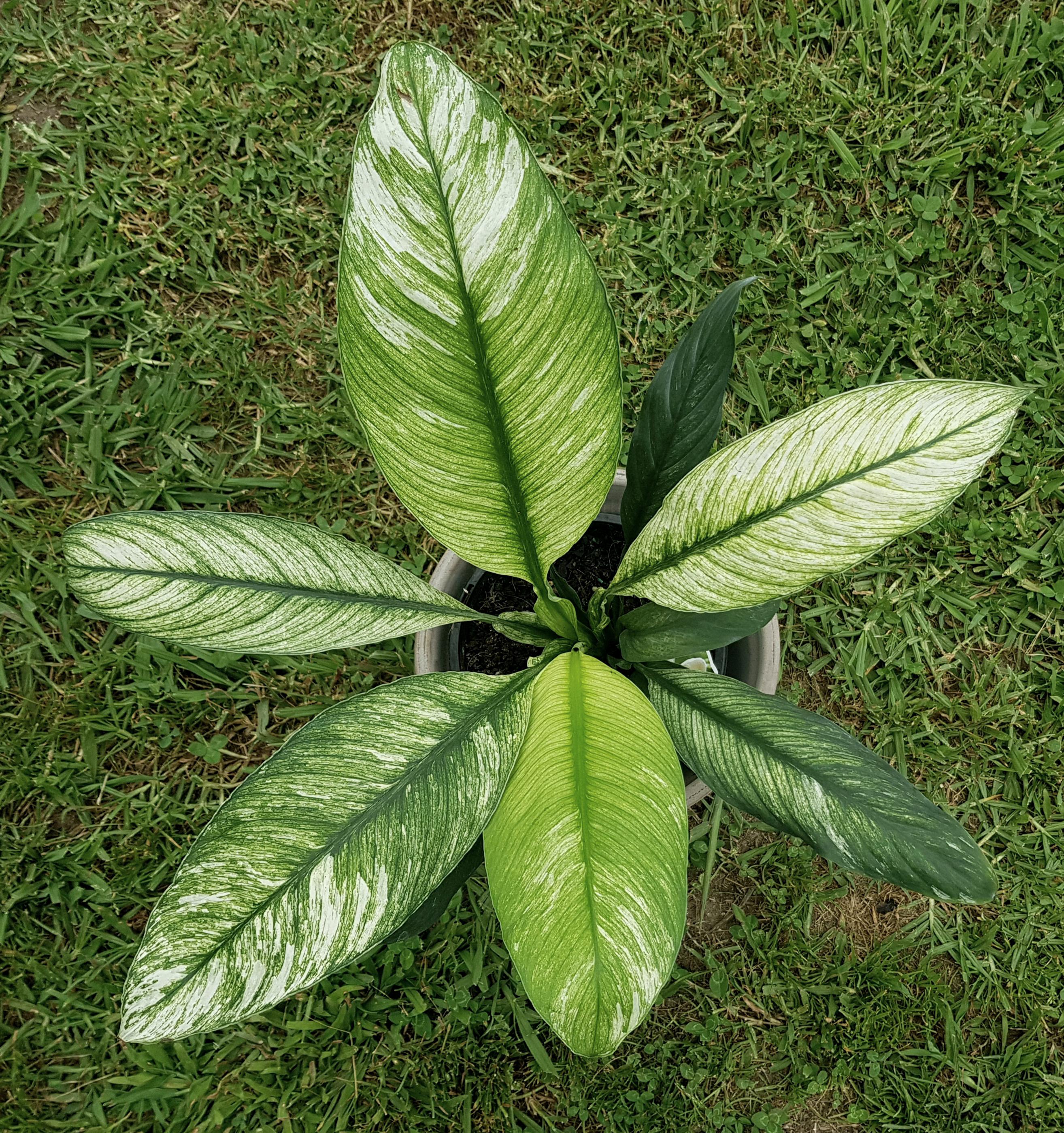 Spathiphyllum Sensation Variegated fi10.50