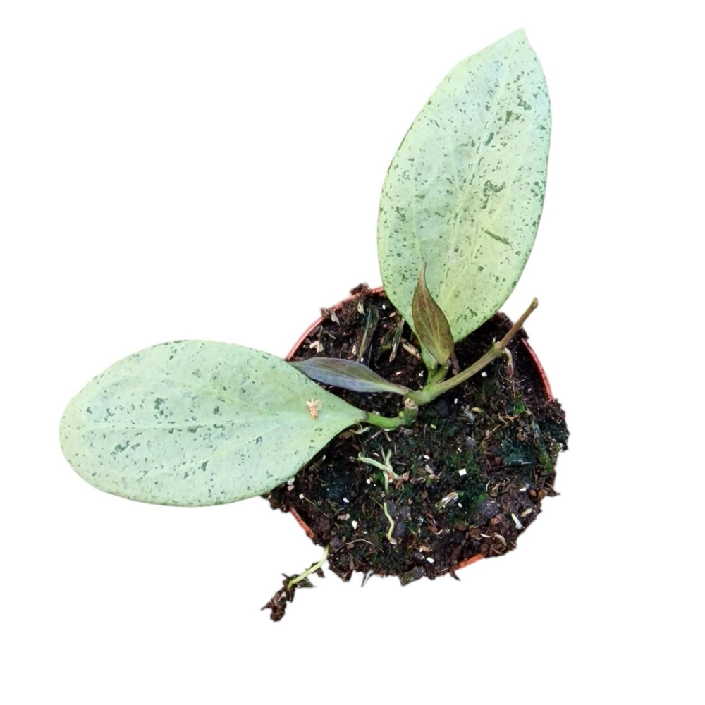 Hoya Nicholsoniae New Guinea Ghost fi8