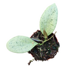 Hoya Nicholsoniae New Guinea Ghost fi8