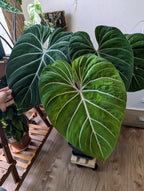 Philodendron Gloriosum fi12