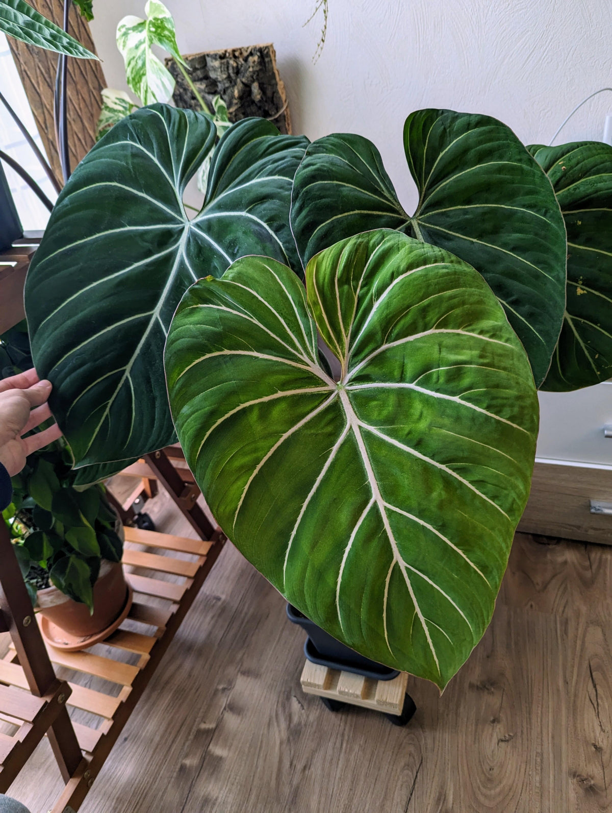 Philodendron Gloriosum fi12