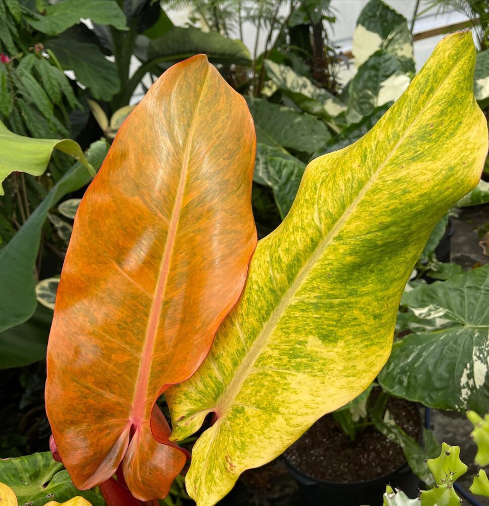 orange marmalade philodendron care Philodendron Orange Marmalade pot 10.5cm – PLANTMANIA