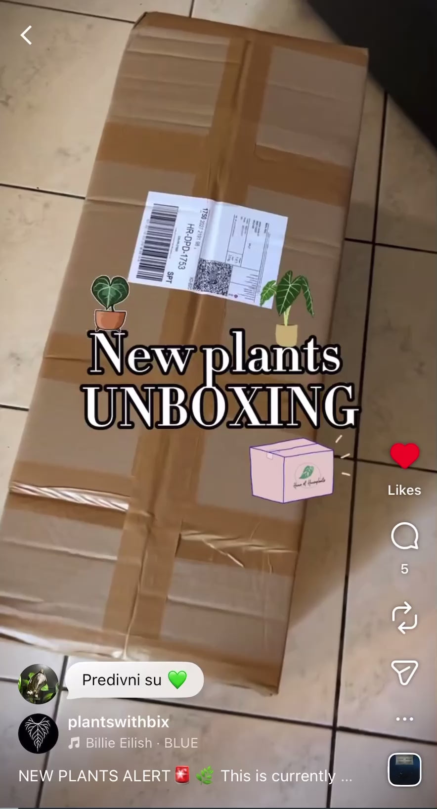 plants mania　THE SIDE UP BOX Rare and trendy plants, GT Foliage Focus EU | Plantmania webshop