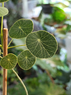 Stephania Pierrei Erecta fi12