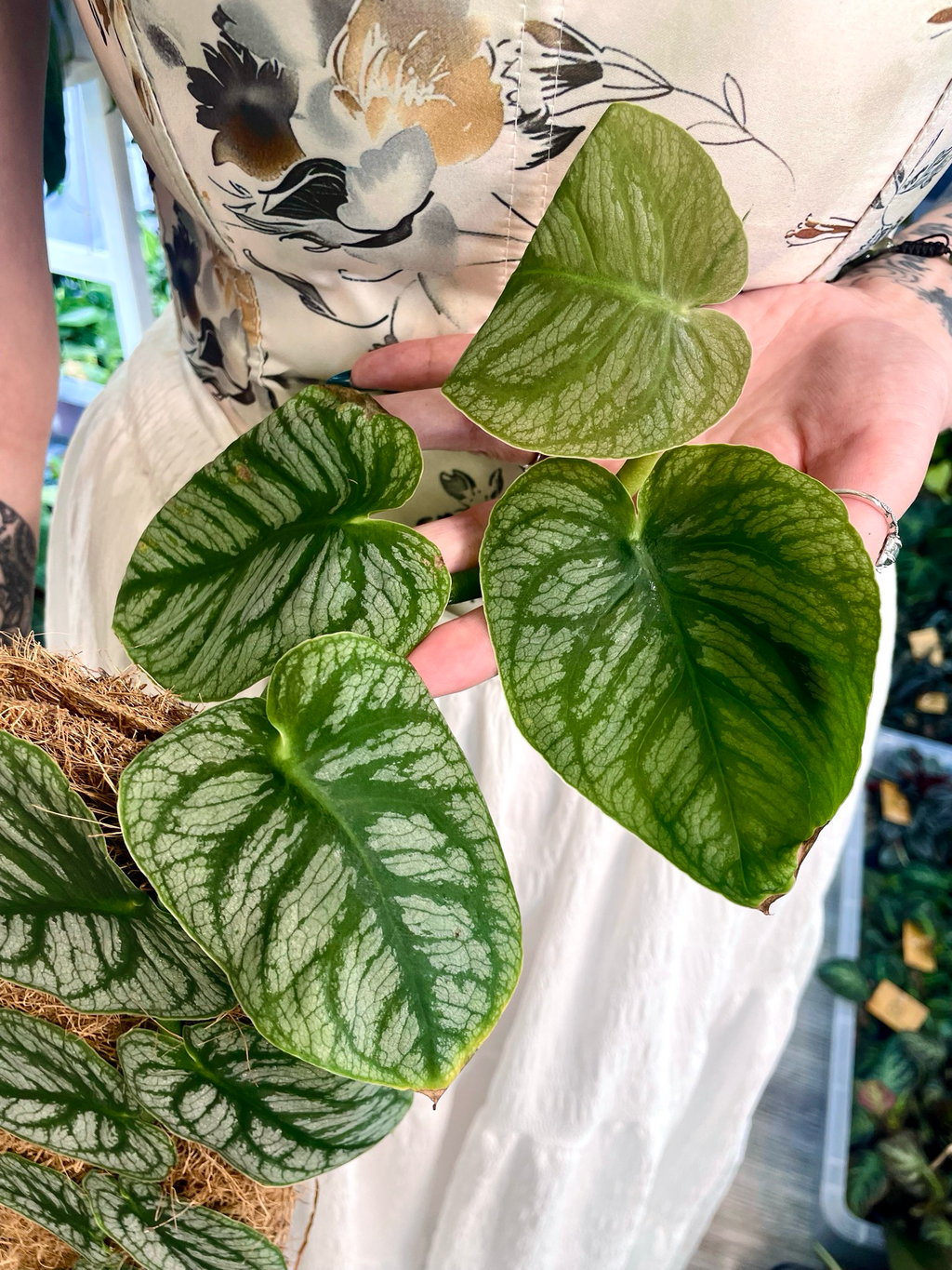 Monstera Dubia fi14