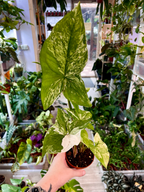 Syngonium Podophyllum Albo Variegata fi12