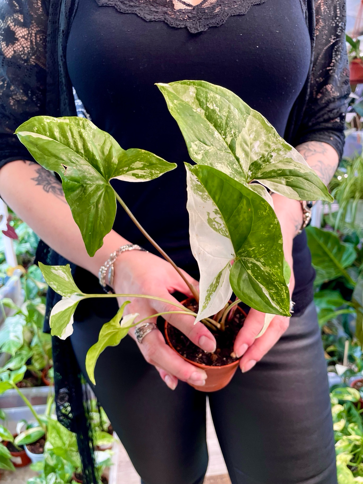 Syngonium Podophyllum Albo Variegata fi12