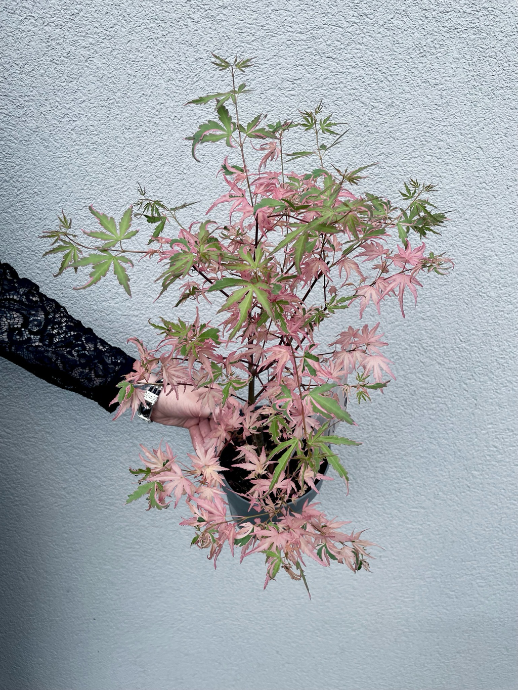 Acer Palmatum Taylor fi15