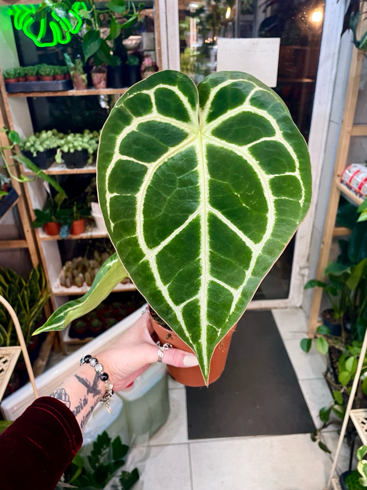 Anthurium Crystallinum fi12
