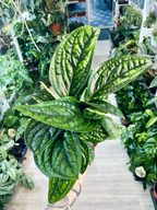Epipremnum Pinnatum Marble Planet fi12