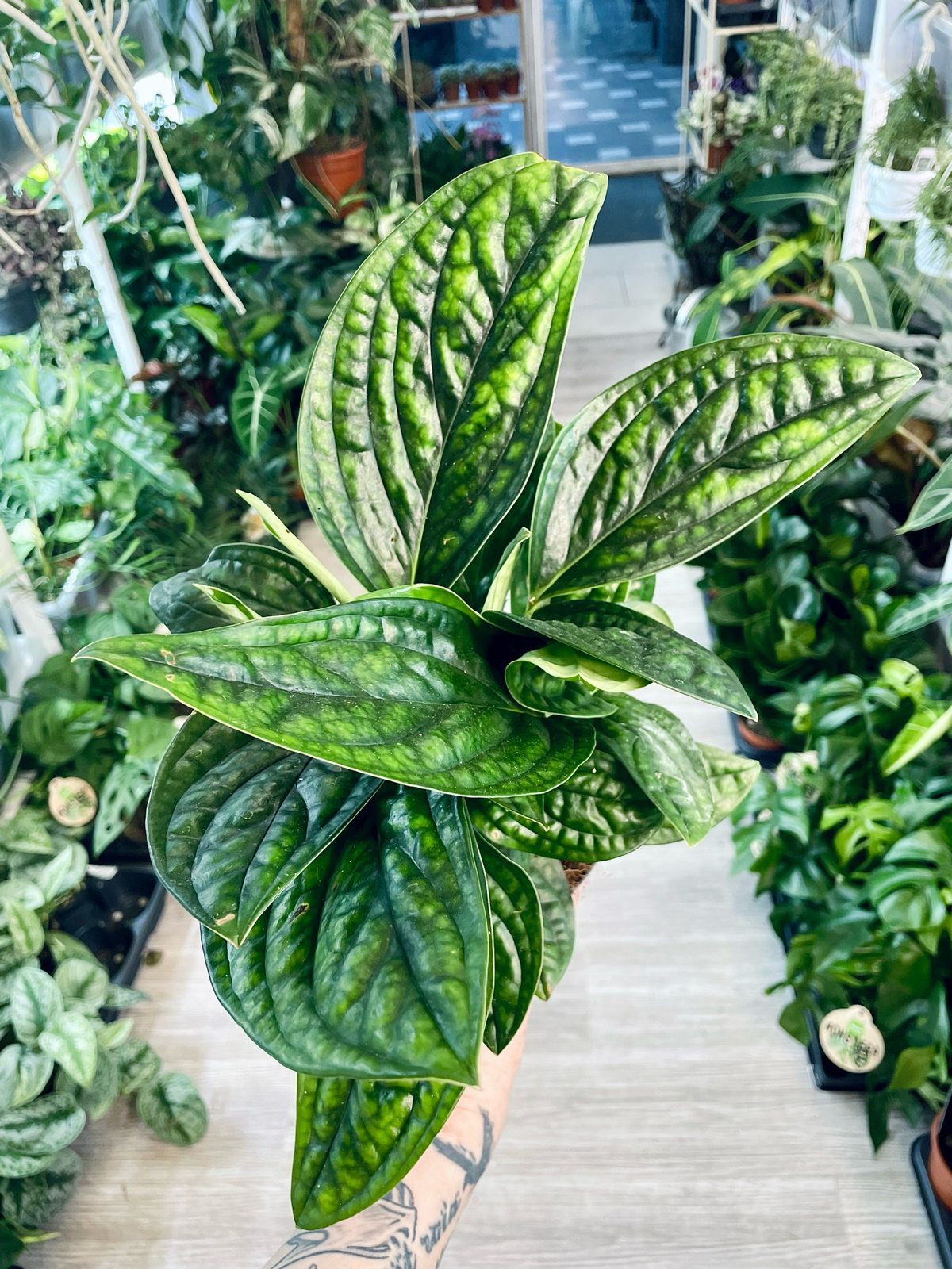 Epipremnum Pinnatum Marble Planet fi12
