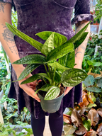 Epipremnum Pinnatum Marble Planet fi12