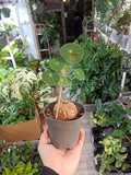 Stephania Pierrei Erecta fi12