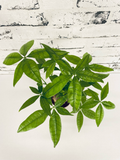 Pachira Aquatica Bonsai fi12