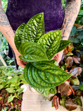 Epipremnum Pinnatum Marble Planet fi12
