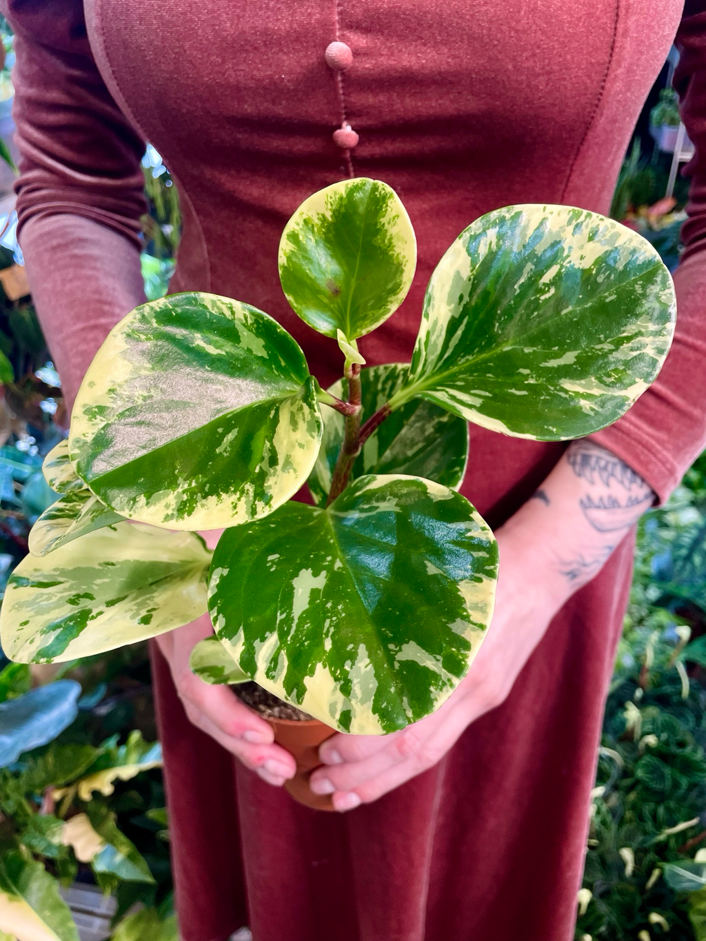 Peperomia Obtusifolia Variegata fi9