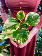 Peperomia Obtusifolia Variegata fi9