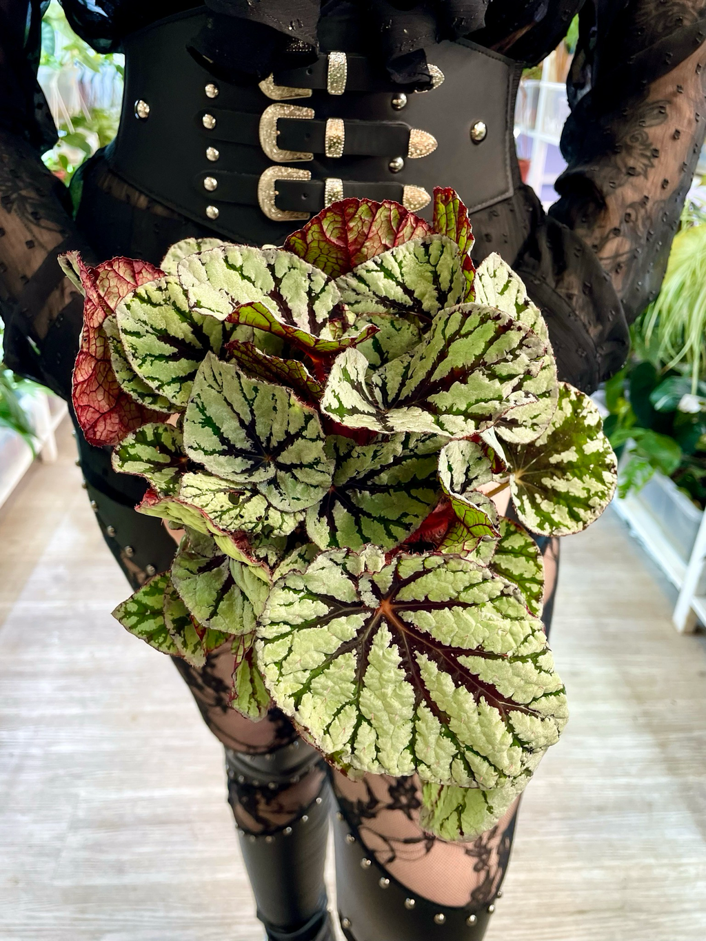Begonia Rex Fedor fi12