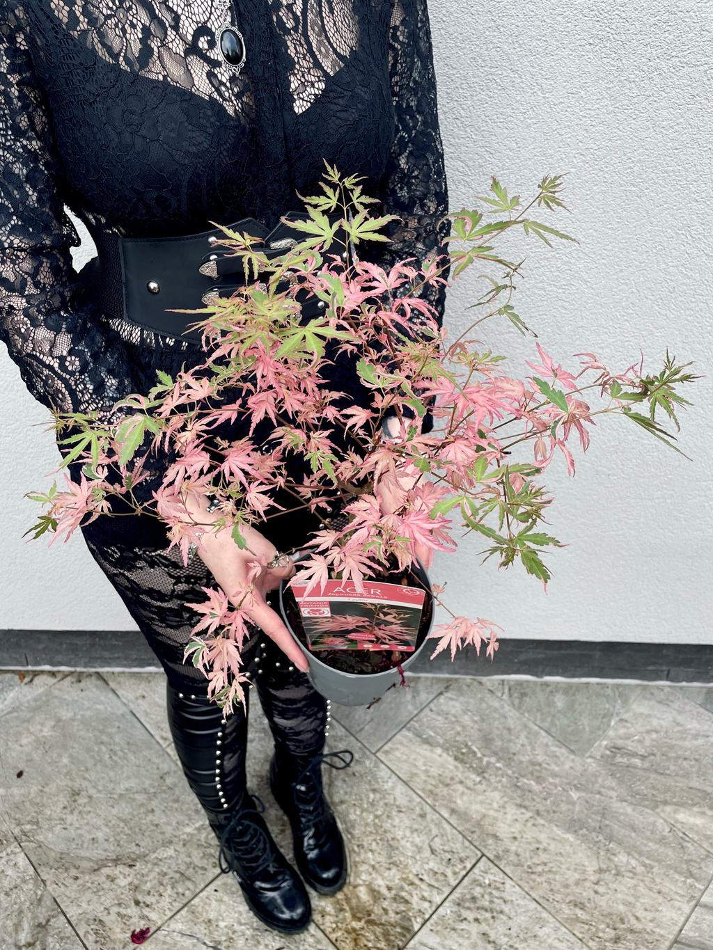 Acer Palmatum Taylor fi15