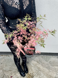Acer Palmatum Taylor fi15