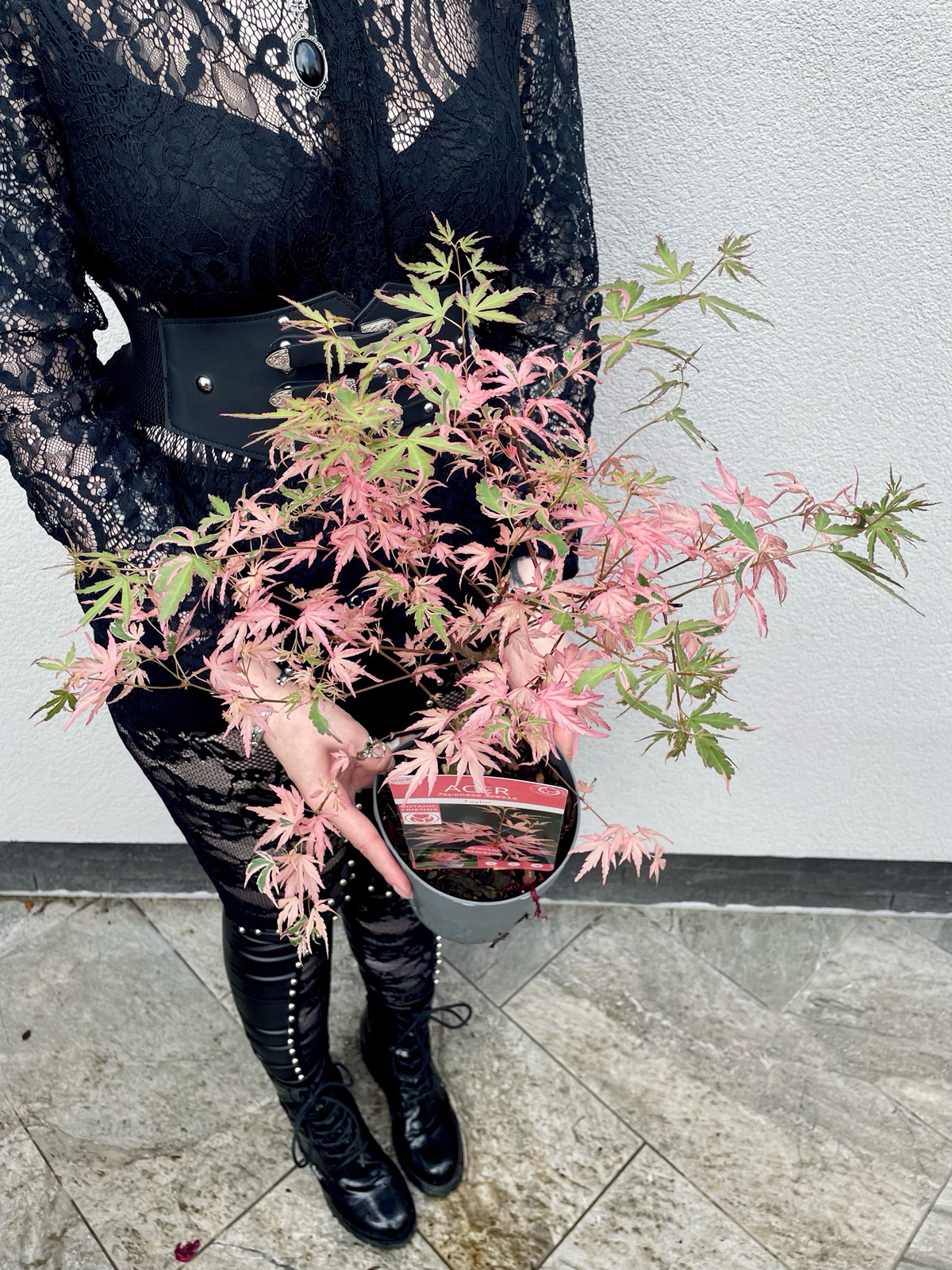 Acer Palmatum Taylor fi15