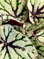 Begonia Rex Fedor fi12