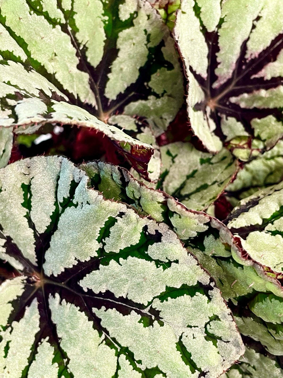 Begonia Rex Fedor fi12