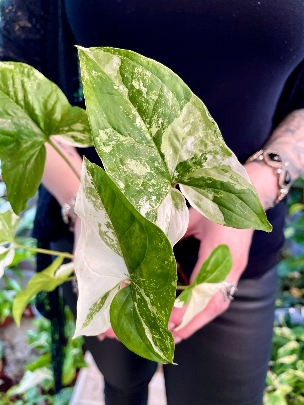 Syngonium Podophyllum Albo Variegata fi12