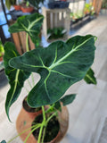 Alocasia Frydek Tattoo fi10,5