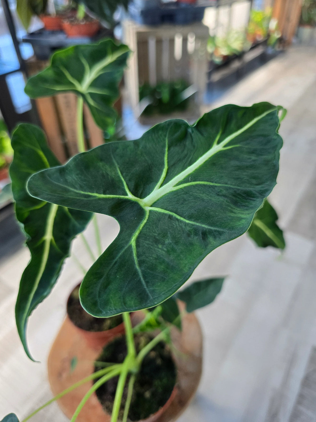 Alocasia Frydek Tattoo fi10,5
