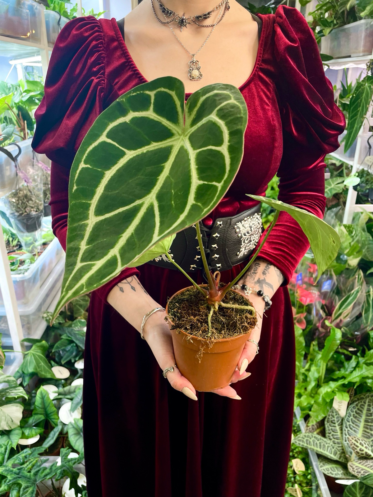 Anthurium Crystallinum fi12