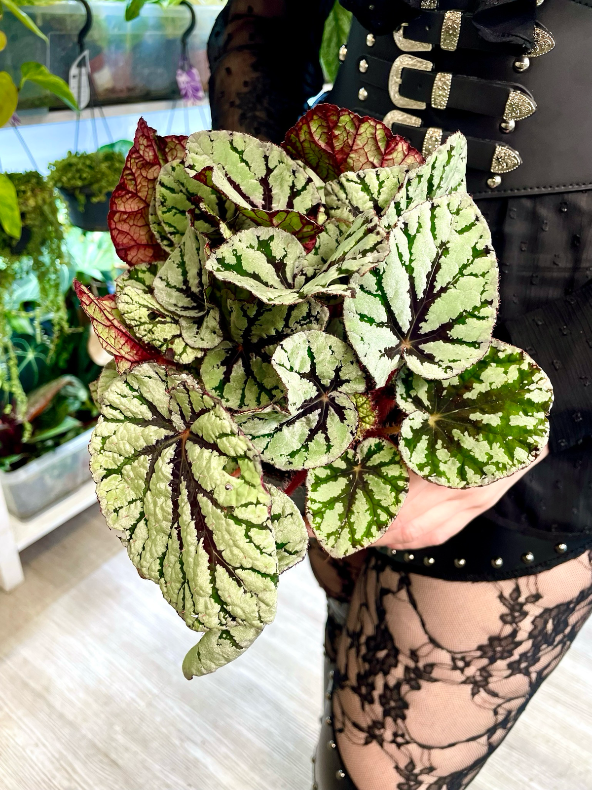 Begonia Rex Fedor fi12