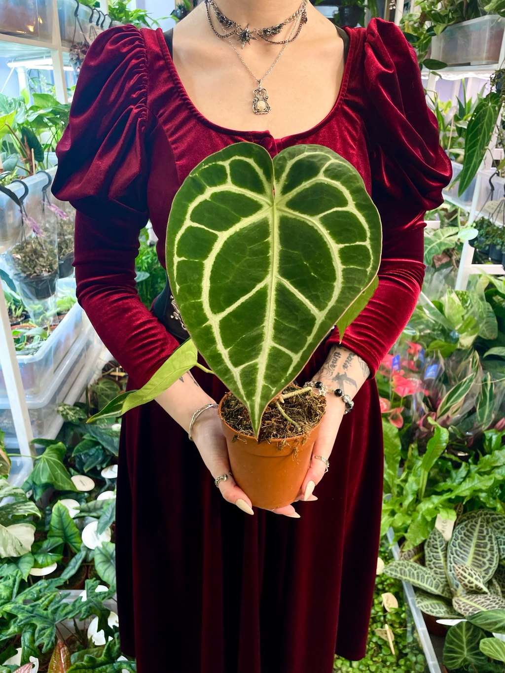 Anthurium Crystallinum fi12