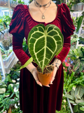 Anthurium Crystallinum fi12