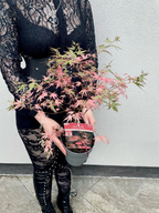 Acer Palmatum Taylor fi15