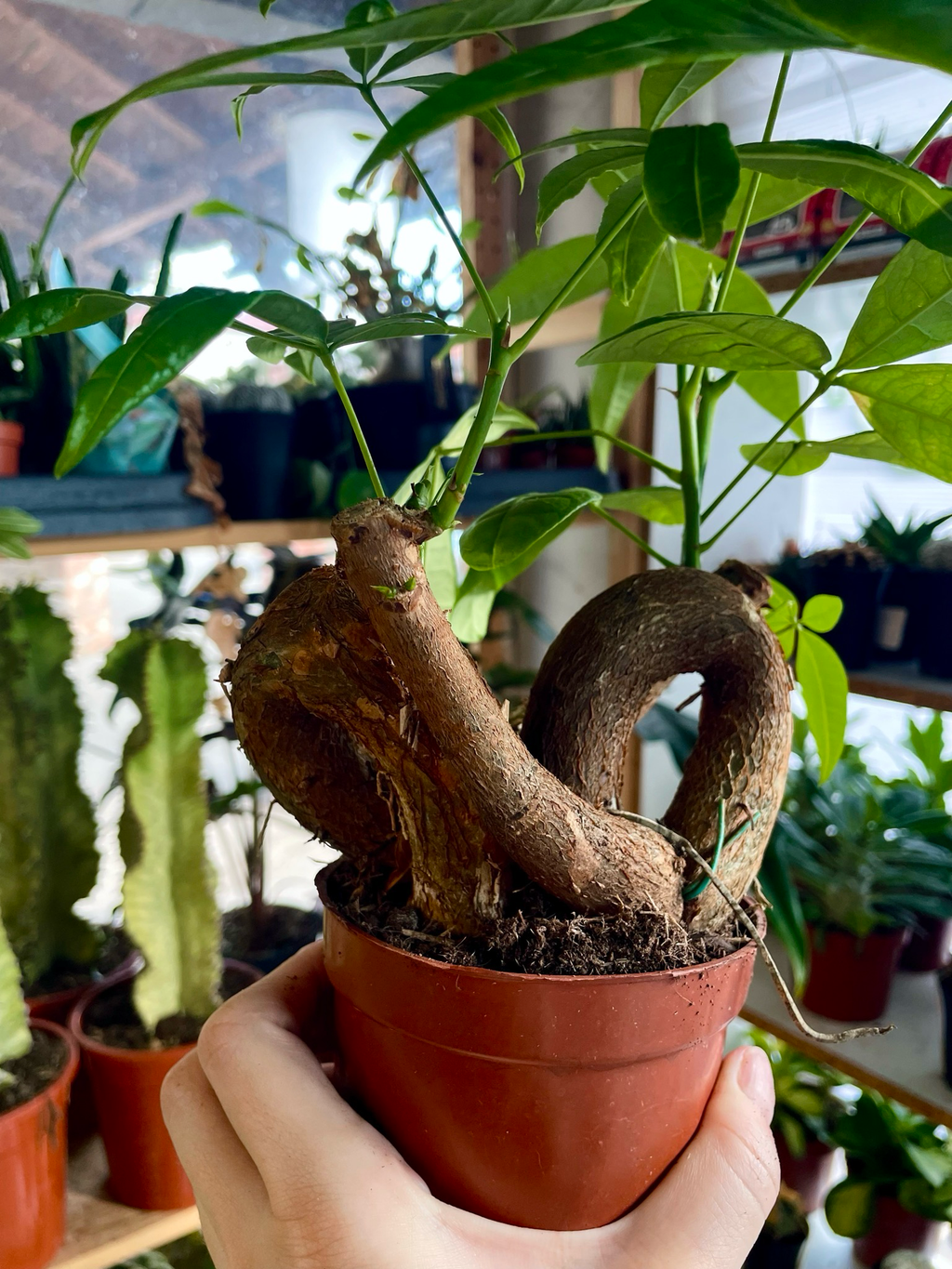Pachira Aquatica Bonsai fi12