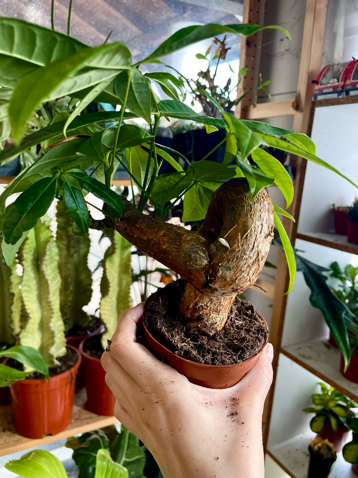 Pachira Aquatica Bonsai fi12