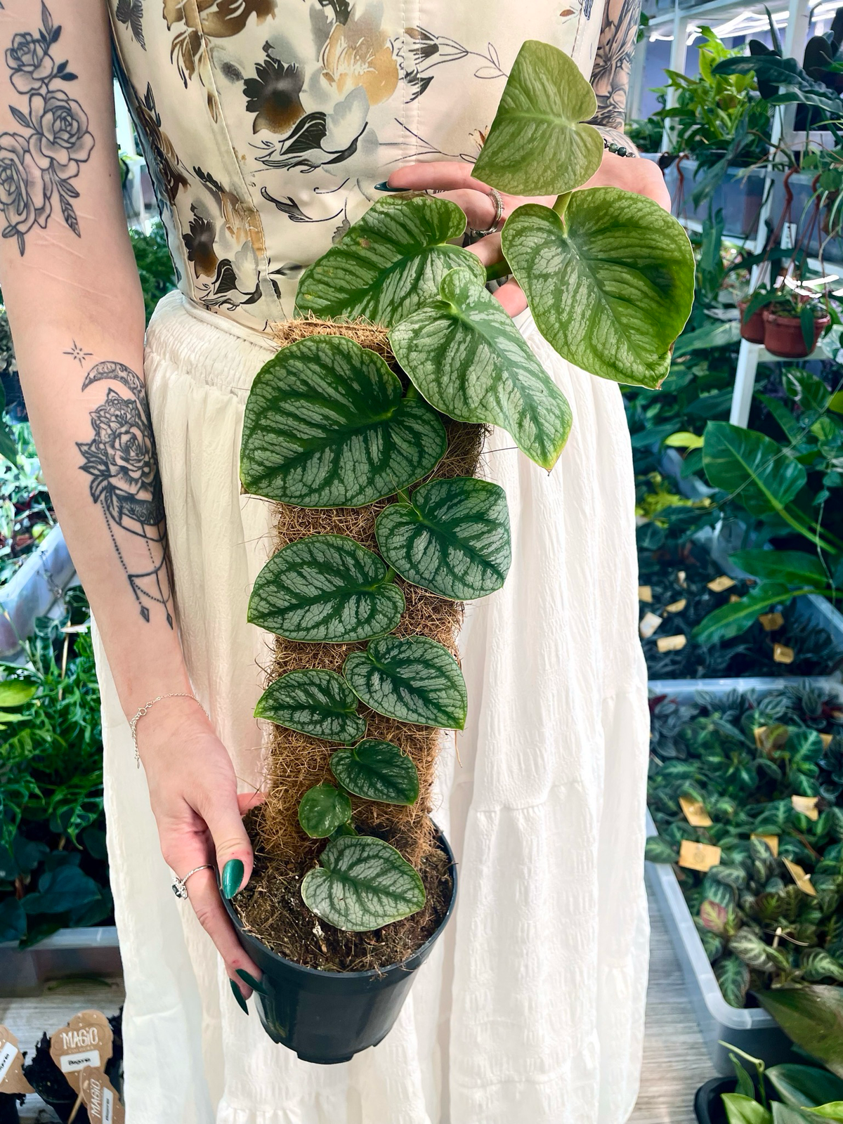 Monstera Dubia fi14