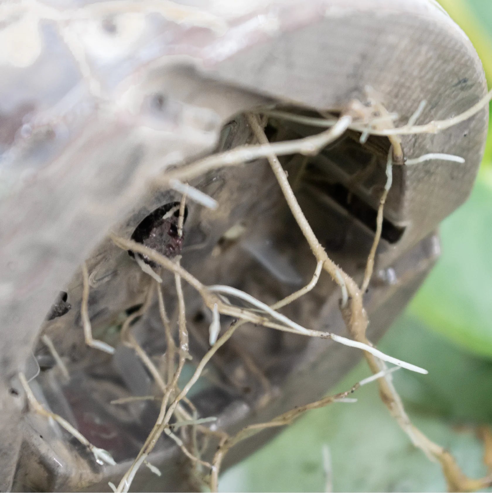 Close up of healthy plant roots coming out of a pot